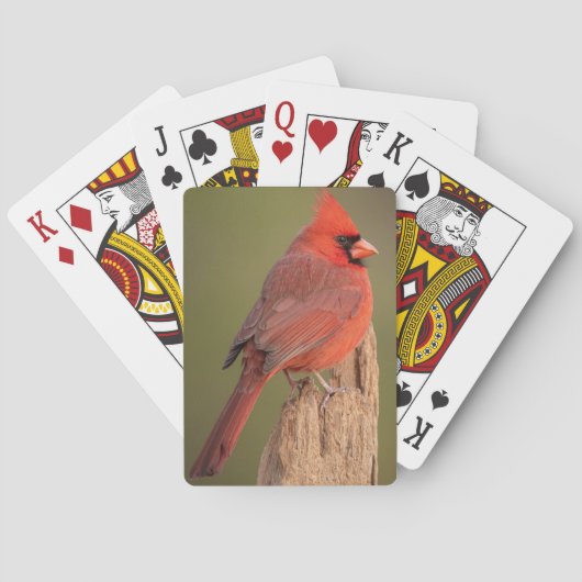 Kardinaal pokerkaarten (Achterkant)
