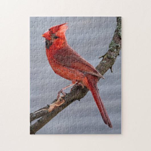 Kardinaal - Red Bird - 11x14 - 252 pc Legpuzzel (Verticaal)
