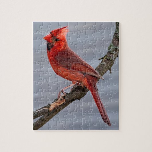 Kardinaal - Red Bird - 8x10 - 110 pc Legpuzzel (Verticaal)