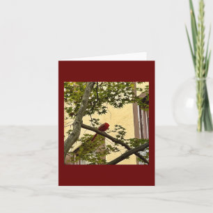 kardinaal rood kaart