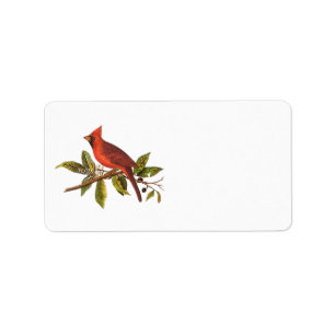 Kardinaal Song Bird Illustration - 1800's Etiket