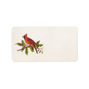 Kardinaal Song Bird Illustration - 1800's Etiket
