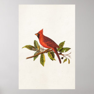  Kardinaal Song Bird Illustration - 1800's Poster