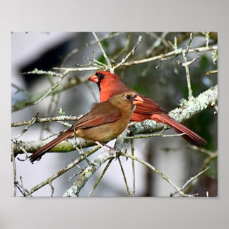 Kardinaal vogels Fotografie Muurdecoratie Print
