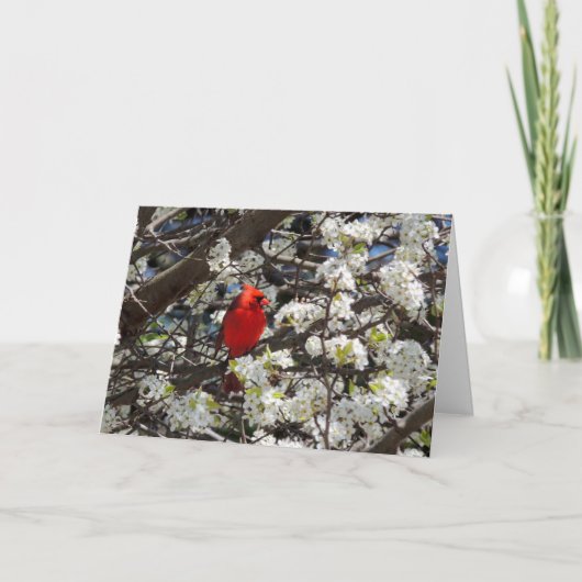 Kardinaal Wenskaart Kaart (Voorkant)