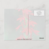 Kardinale bloemen briefkaart (Achterkant)