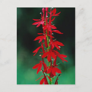 Kardinale bloemen briefkaart