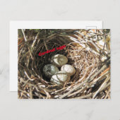 Kardinale eieren briefkaart (Voorkant / Achterkant)