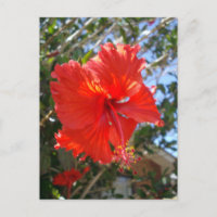 "Kardinale Genade: Rode Hibiscus Bloeiend in een B