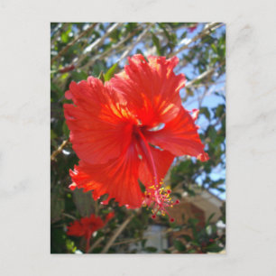 "Kardinale Genade: Rode Hibiscus Bloeiend in een B Briefkaart