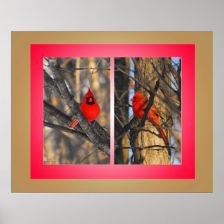 Kardinalen in een "Crisp"-winterochtend Poster