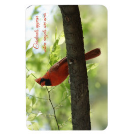 Kardinalen verschijnen wanneer engelen in de buurt magneet