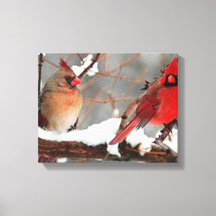 kardinalen voor mannetjes en vrouwen canvas afdruk