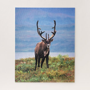 Kariboe of Rendier Denali National Park, Alaska Legpuzzel