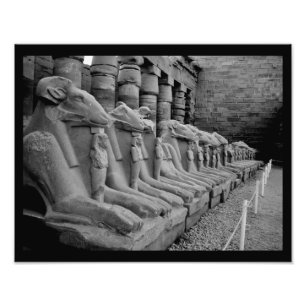 Karnak Temple Lions Foto Afdruk