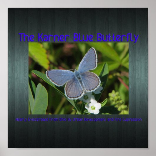 karner blue print (Voorkant)