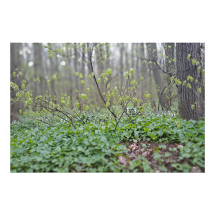 Karpatische Bosbodem Roemenië Natuurfotografie Foto Afdruk