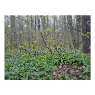 Karpatische Bosbodem Roemenië Natuurfotografie Perfect Poster