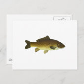 karper briefkaart (Voorkant / Achterkant)