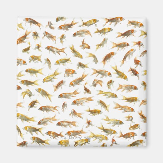 Karper (Cyprinus carpio) 2 Magneet (Voorkant)