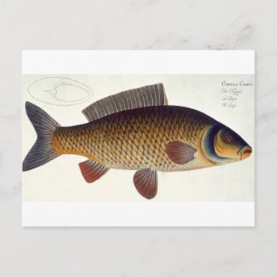 Karper (Cyprinus Carpio) bord XVI uit "Ichthyologi Briefkaart