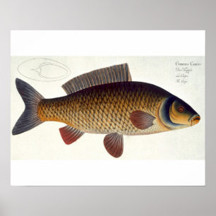 Karper (Cyprinus Carpio) bord XVI uit "Ichthyologi Poster