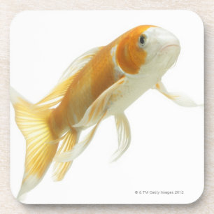 Karper (Cyprinus carpio) Drankjes Onderzetter