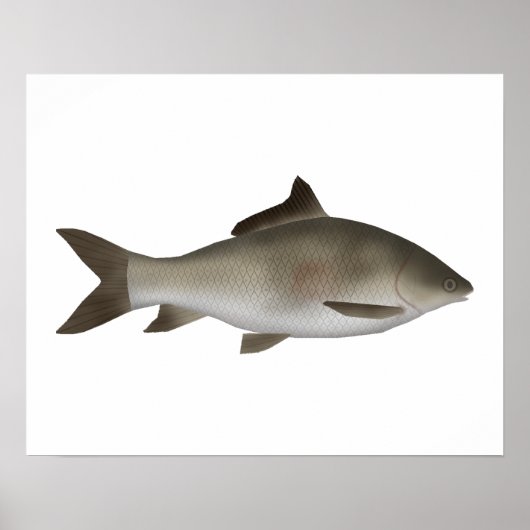 karper met franje en lippen poster (Voorkant)