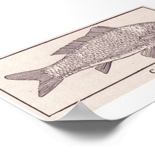  karper poster (Hoek)