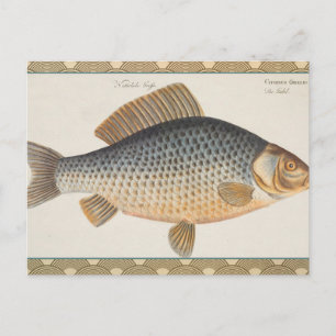 Karper vissen schilderen zoetwater tekening briefkaart