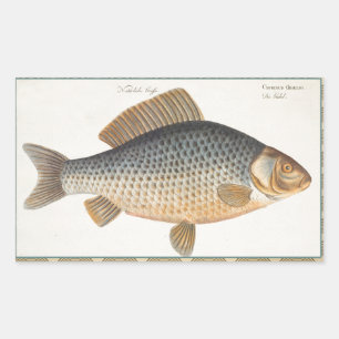 Karper vissen schilderen zoetwater tekening rechthoekige sticker