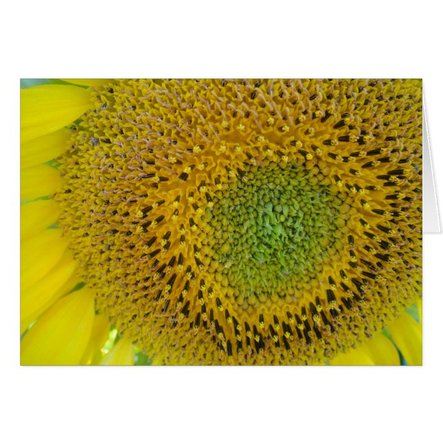 Karte Sonnenblume, blanko, gestaltbar (Devant horizontal)