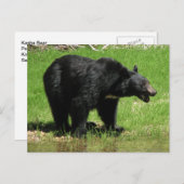 Kasja Beer 1 Briefkaart (Voorkant / Achterkant)