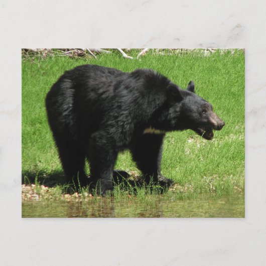 Kasja Beer 1 Briefkaart (Voorkant)