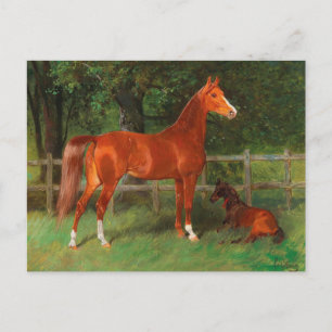 Kastanje met veulen in de wei Hans Haag Briefkaart
