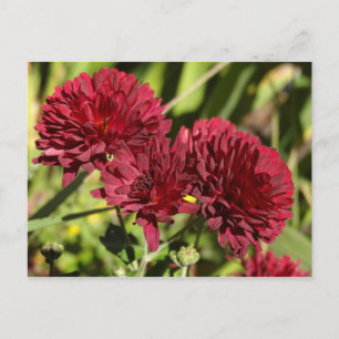 Kastanjebruine chrysanten briefkaart