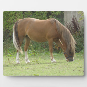 Kastanjebruine paard grazend plaquette fotoplaat
