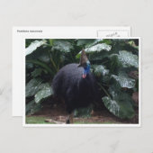 kasuaris briefkaart (Voorkant / Achterkant)