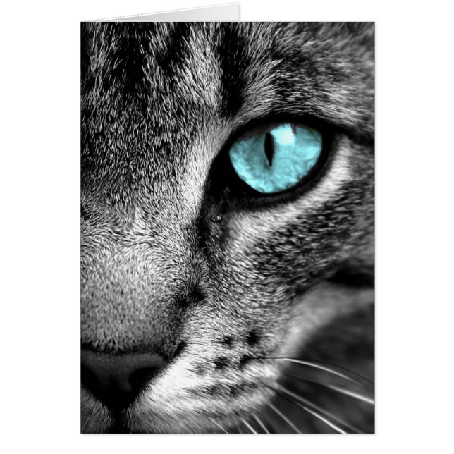 Kat (Voorkant)