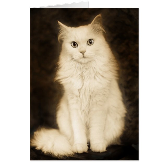 KAT (Voorkant)