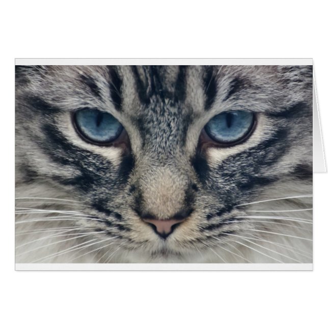 Kat (Voorkant Horizontaal)