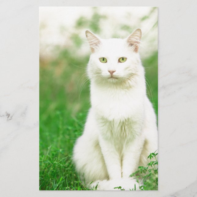 Kat (Voorkant)