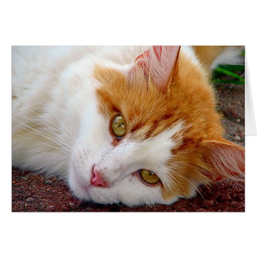  Kat (Voorkant Horizontaal)