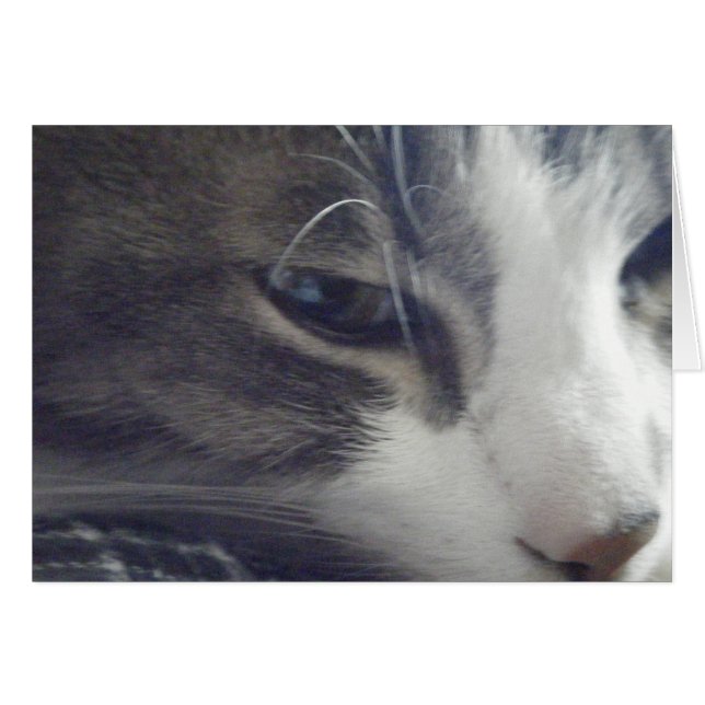  Kat (Voorkant Horizontaal)