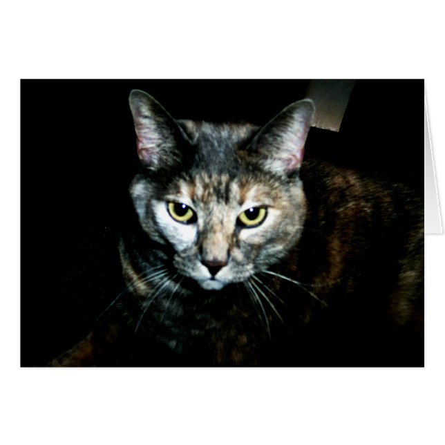 Kat (Voorkant Horizontaal)