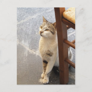Kat aangepast briefkaart