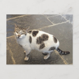 Kat aangepast briefkaart