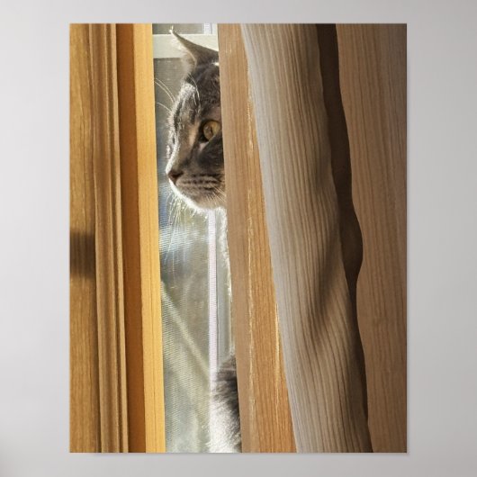 Kat Achter Gordijn Poster (Voorkant)