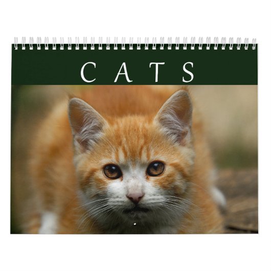 Kat-agenda 2016 kalender (Hoes)