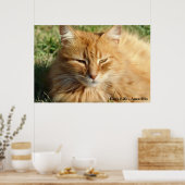 Kat: Amarillo Slaping Poster (Keuken)